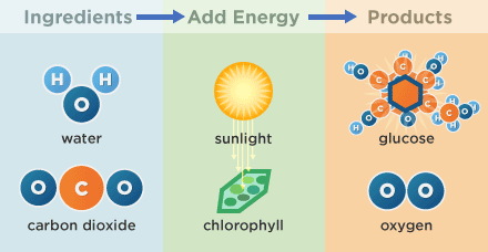balanced equation for photosynthesis balanced equation for photosynthesis