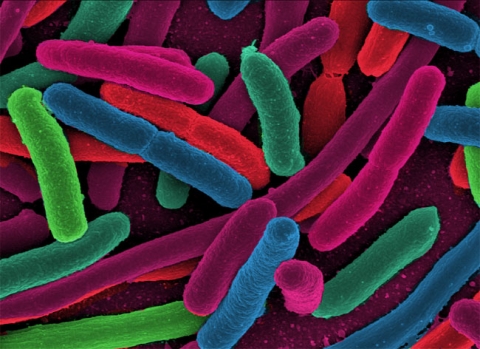 bacteria math lesson tv411 tv411 reading charts and graphs
