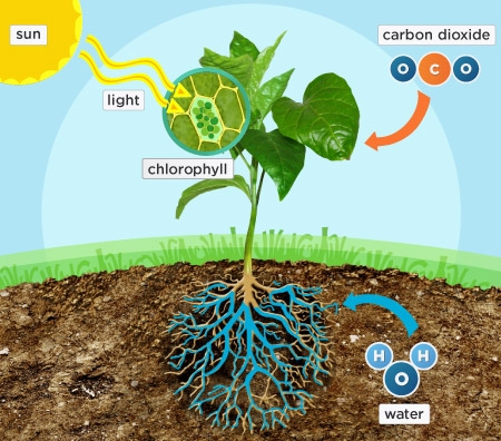 large molecule plants synthesise large molecule plants synthesise